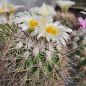 Preview: Turbinicarpus viereckii var. major